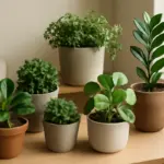 Peperomia e altre piante compatte per spazi ristretti: la selezione salvaspazio senza rinunce