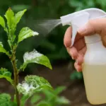Sapone molle contro afidi: perché funziona e come evitarne gli eccessi