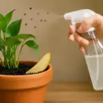 Come eliminare i moscerini dal terriccio delle piante? Una soluzione naturale senza pesticidi