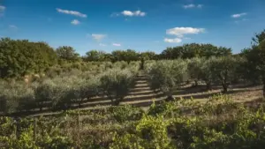 Sentieri tra oliveti terrazzati: come leggere muri, pendenze e piccoli manufatti senza ridurre tutto al panorama