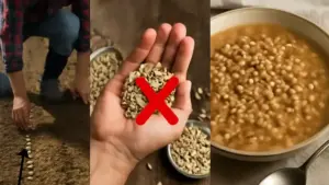 Aie davanti alle case rurali: a cosa servivano e perché la loro forma racconta il ciclo dei cereali